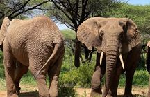 3-Days Arusha National Park-Tarangire park - Ngorongoro Crater