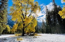 Yosemite Winter Highlights Small Group Tour
