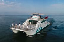 Whale Watching Adventure In Puerto Vallarta