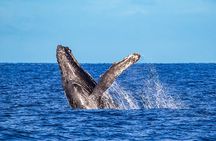 Whale Watching Adventure In Puerto Vallarta