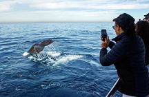 Whale Watching Adventure In Puerto Vallarta