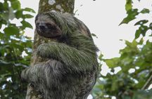 Sloth Tour in La Fortuna and Tortillas Cooking Class