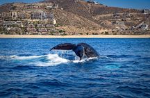 Whale Watching with Lunch and transportation included