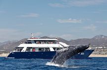 Whale Watching with Lunch and transportation included