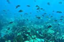 Catalina Island: snorkeling, beach, lunch and river Chavón