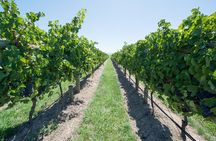 Sip and Savor: Private Yarra Valley Wine Tour from Melbourne
