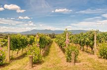 Sip and Savor: Private Yarra Valley Wine Tour from Melbourne