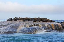 Full Day Private Tour of Cape Peninsula & Boulders Beach