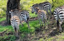 5 Days Northern Migration Budget Safari.