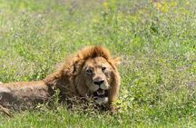 5 Days Northern Migration Budget Safari.