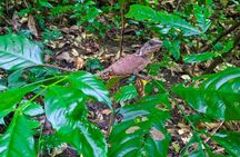 Half Day Trekking Cat Ba National Park