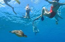 Aguadilla Tropical Snorkeling