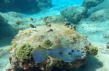 Aguadilla Tropical Snorkeling