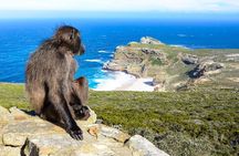 The Cape Peninsula Half Day Tour in Cape Town