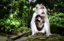 Private Day Tour in Ubud and Tanah Lot Temple
