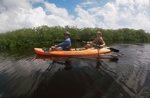 Kayaking in the Mangroves Experience