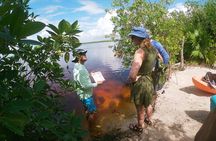 Kayaking in the Mangroves Experience