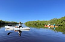 Kayaking in the Mangroves Experience