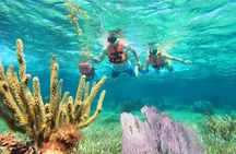 Amazing Snorkeling Experience + Real Mexican Tacos
