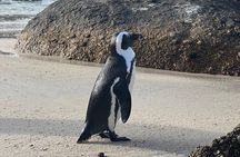 Cape of Good Hope Cape Point for groups