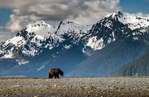 Pack Creek Bear Viewing