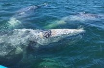 Full Day Gray Whale Watching Experience