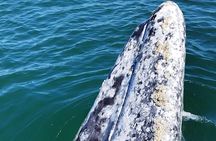 Full Day Gray Whale Watching Experience