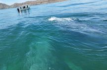 Full Day Gray Whale Watching Experience