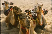 90 Minutes Guided Cultural Camel Riding in Dubai