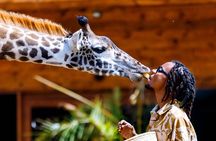 Serval Wildlife Safari, Materuni Waterfall Hike and Coffee Tour