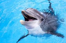 Dolphin Discovery Adventure in Hurghada