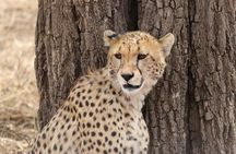 5 Days Fantastic Tanzania Lodge Safaris 