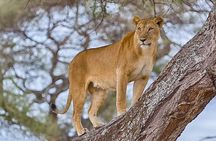 5 Days Fantastic Tanzania Lodge Safaris 