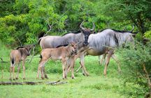 5 Days Fantastic Tanzania Lodge Safaris 