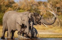 5 Days Fantastic Tanzania Lodge Safaris 