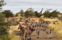 Private 4x4 Safari Tour in Kruger National Park