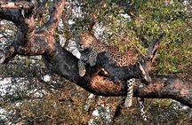 Private 4x4 Safari Tour in Kruger National Park