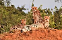 Private 4x4 Safari Tour in Kruger National Park