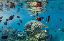 Semi Submarine Trip 2 Hours With Transfer from Sharm