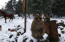 Middle Atlas Mountains and Azrou Day Tour from Fez 