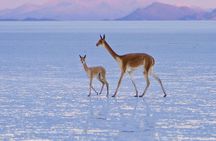 2-Day Private Tour to Salar de Uyuni and Laguna Colorada