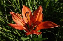 Bear Lake Road Rocky Mountain National Park Private Tour 