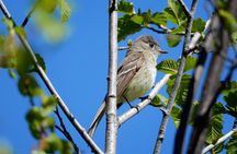 Bear Lake Road Rocky Mountain National Park Private Tour 