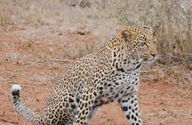 2 Nights Lion King Safari to Kruger from Nelspruit