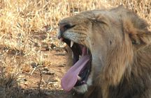 2 Nights Lion King Safari to Kruger from Nelspruit