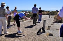 Shore Excursion Punta Tombo cruise passengers Puerto Madryn
