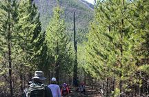 Nature Walk in Glacier National Park