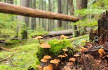 Nature Walk in Glacier National Park