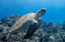 Introductory Diving Class in the Cozumel Reefs