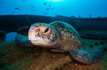 Introductory Diving Class in the Cozumel Reefs